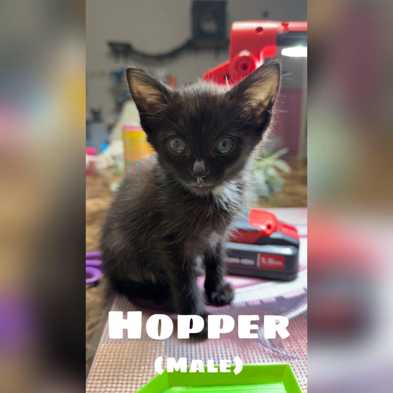 Enlarge Hopper, a ADOPTABLE Domestic Short Hair in Colcord, OK image 2/4
