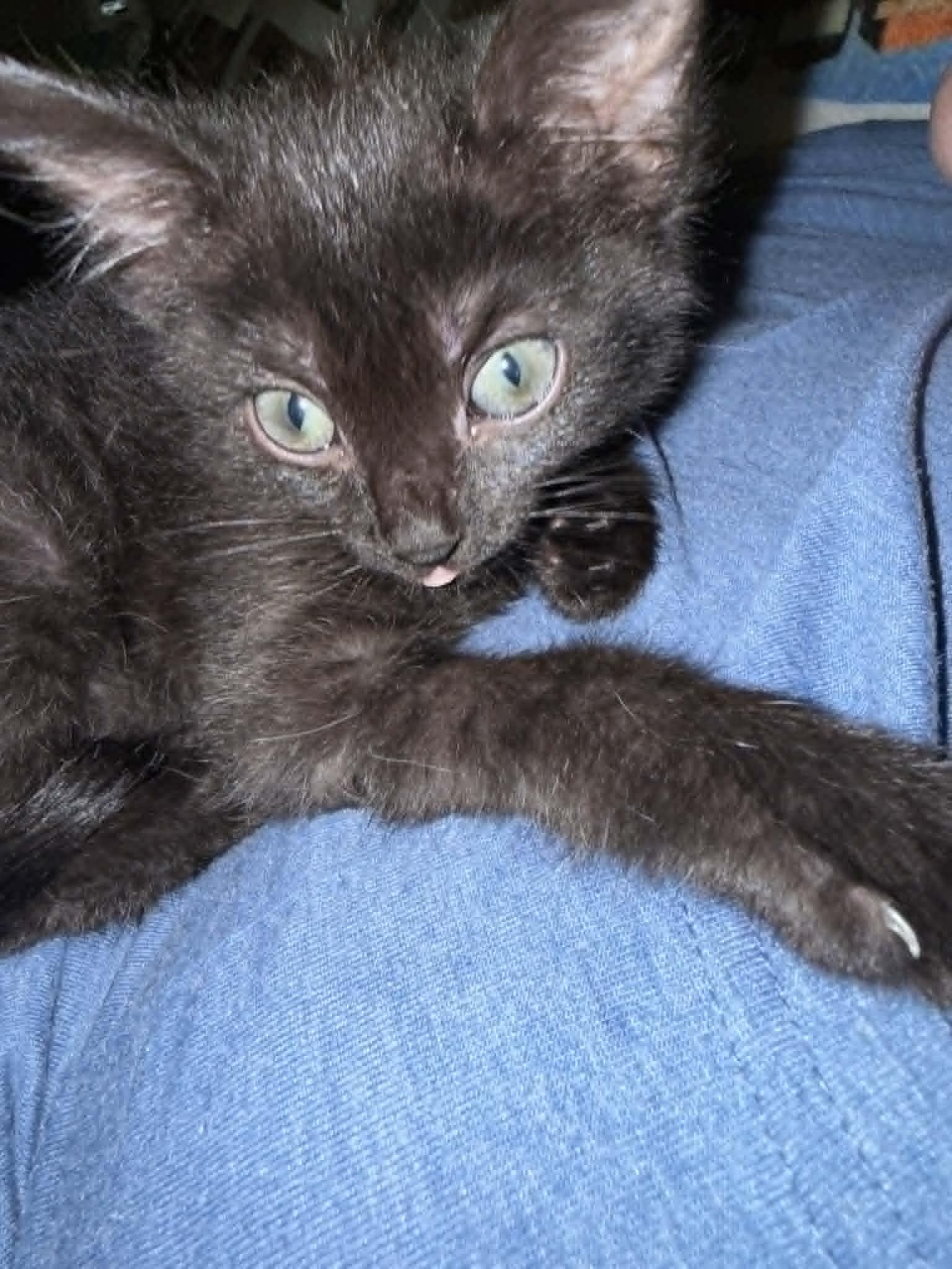 Enlarge Hopper, a ADOPTABLE Domestic Short Hair in Colcord, OK image 4/4