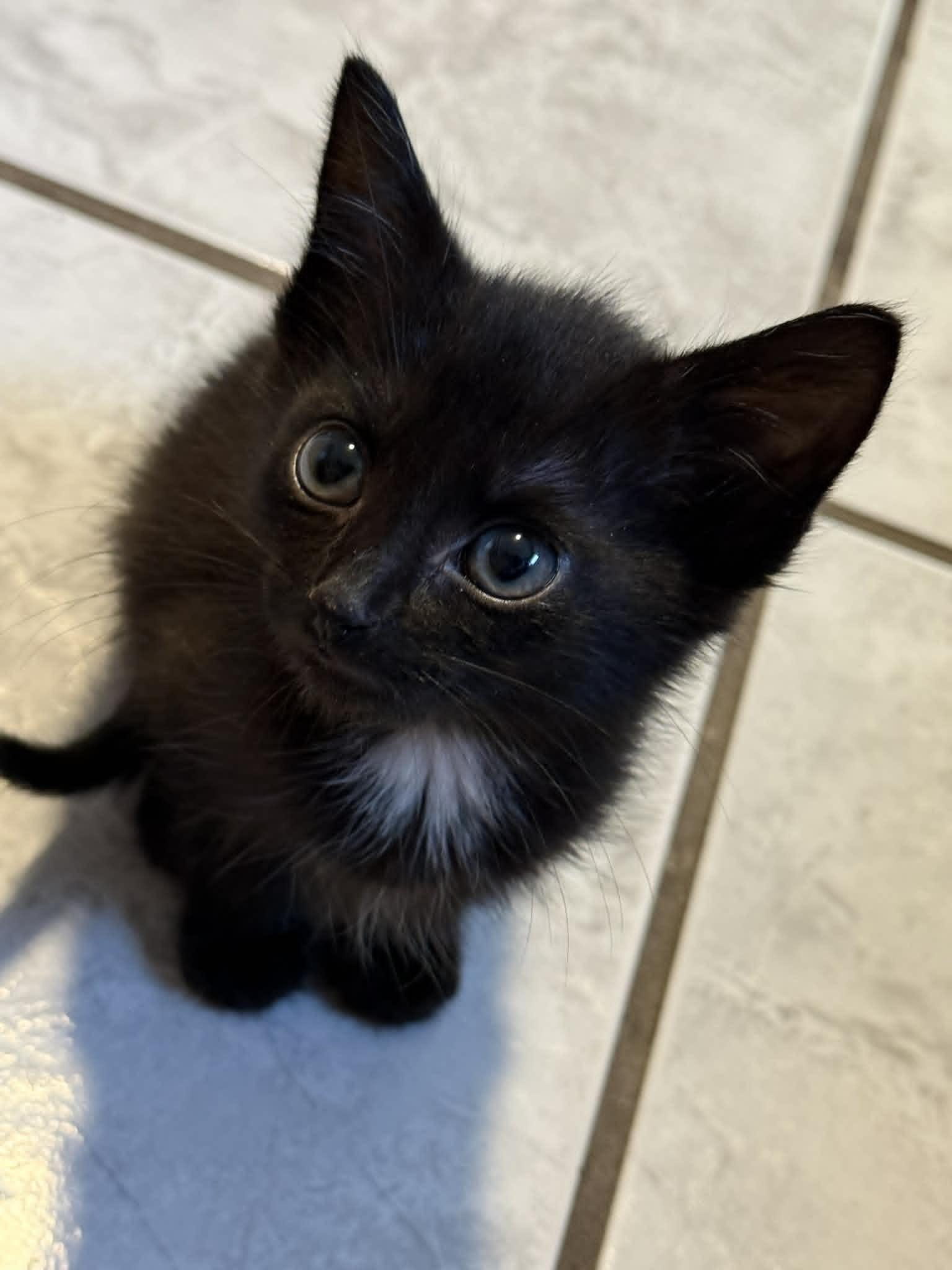 Enlarge Hopper, a ADOPTABLE Domestic Short Hair in Colcord, OK image 1/4
