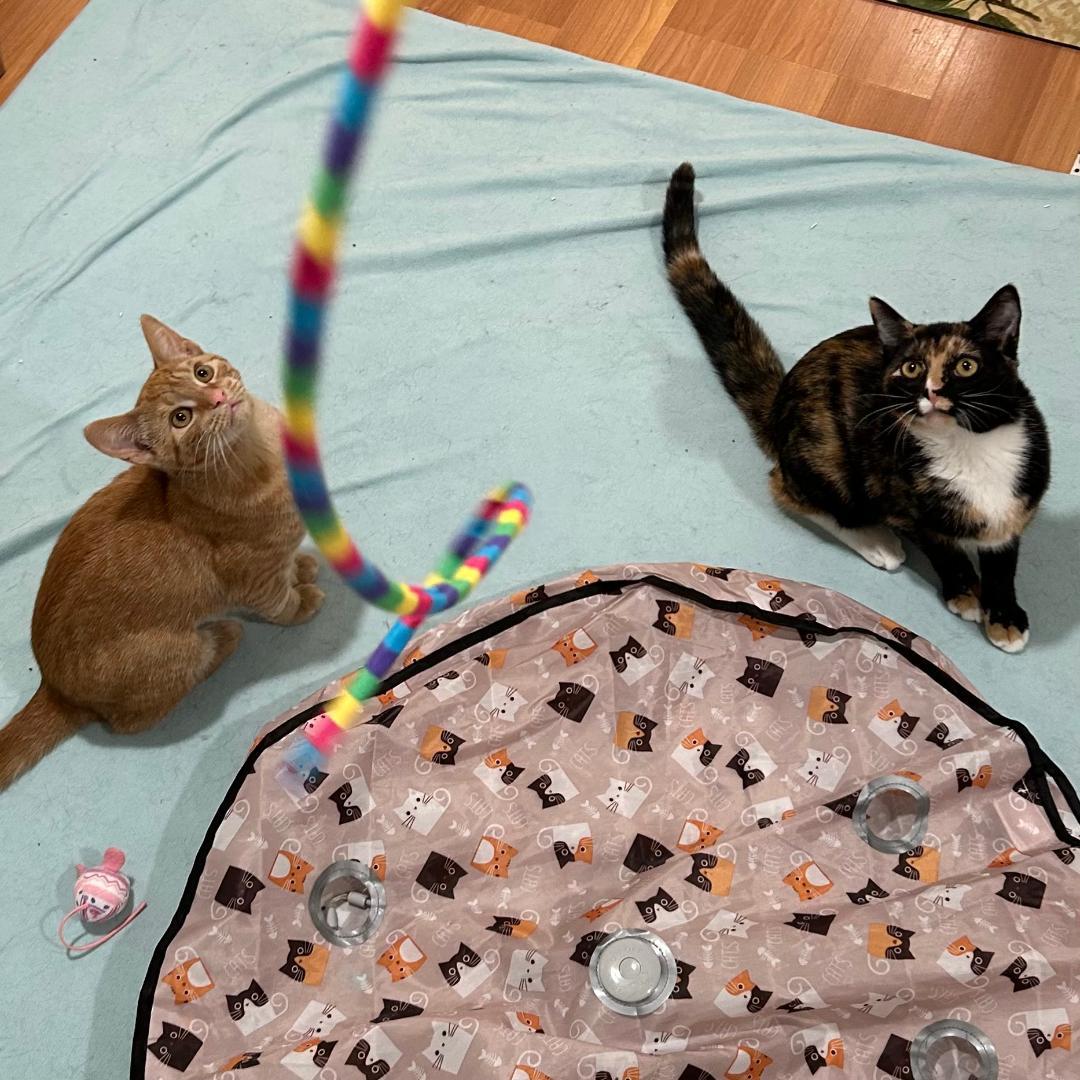 Gina (and Lola), Adoptable, Young Female Domestic Short Hair.