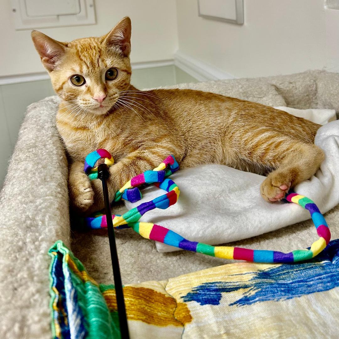 Gina (and Lola), a Adoptable Domestic Short Hair in Arlington, VA image 2/3