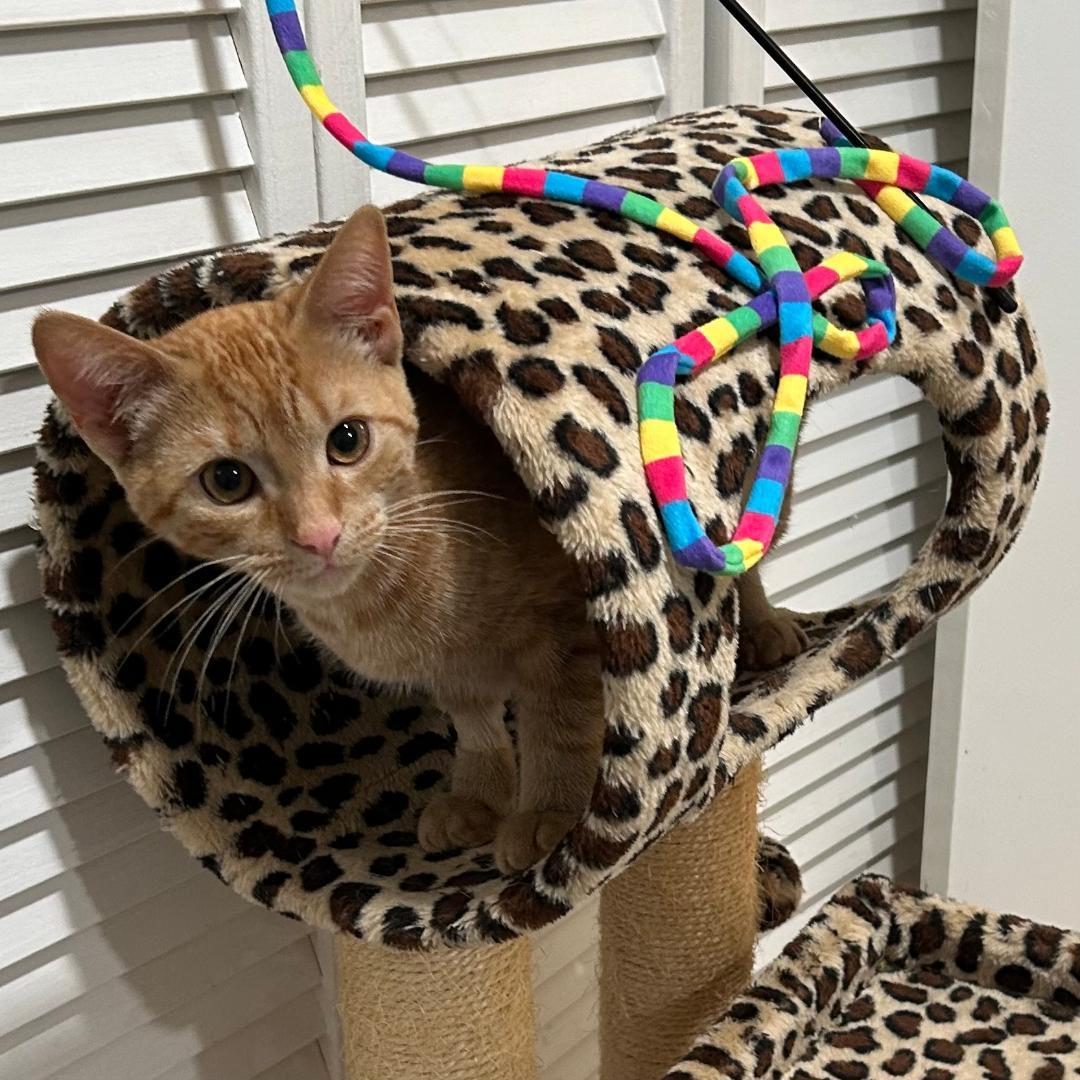 Gina (and Lola), a Adoptable Domestic Short Hair in Arlington, VA image 3/3