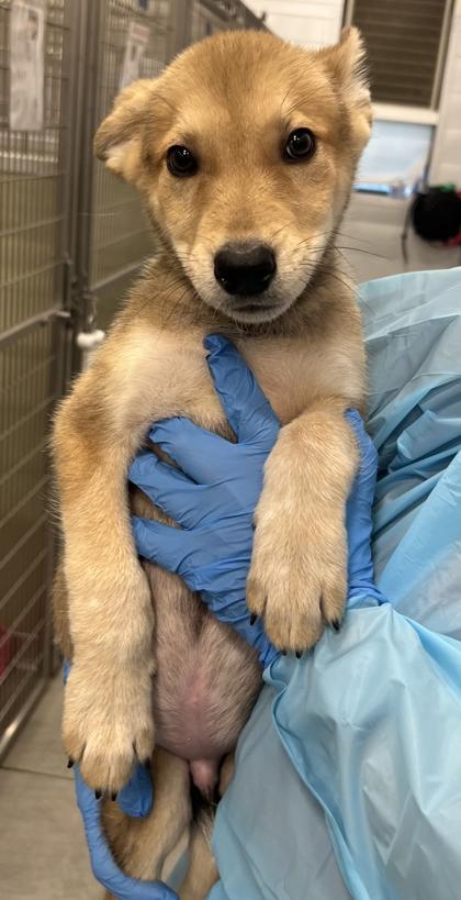 Vecna, Adoptable, Puppy Male Shepherd & Mixed Breed.