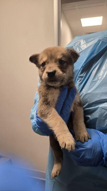 Enlarge Vecna, a Adoptable mixed breed in Fresno, CA image 2/3