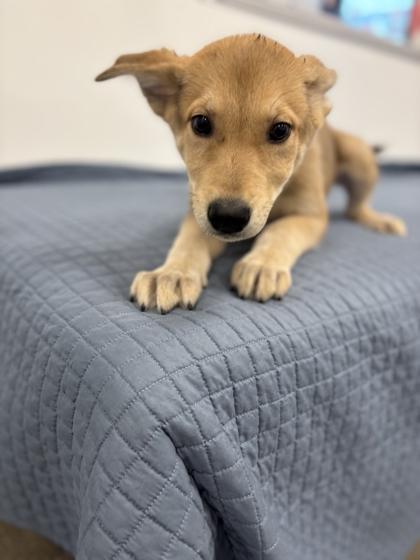 Enlarge Vecna, a Adoptable mixed breed in Fresno, CA image 3/3