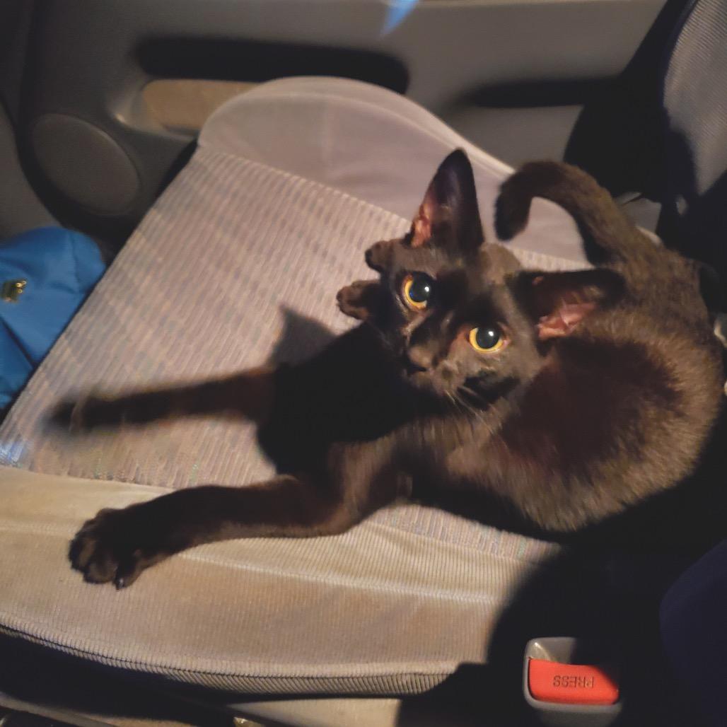 Enlarge Rudra, a Adoptable Domestic Short Hair in Durham, NC image 1/6