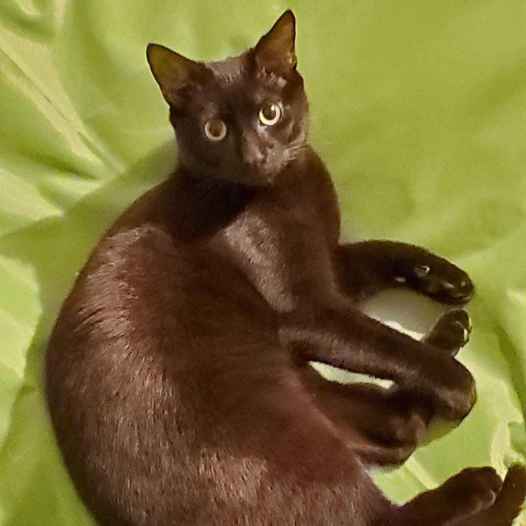 Enlarge Rudra, a Adoptable Domestic Short Hair in Durham, NC image 2/6