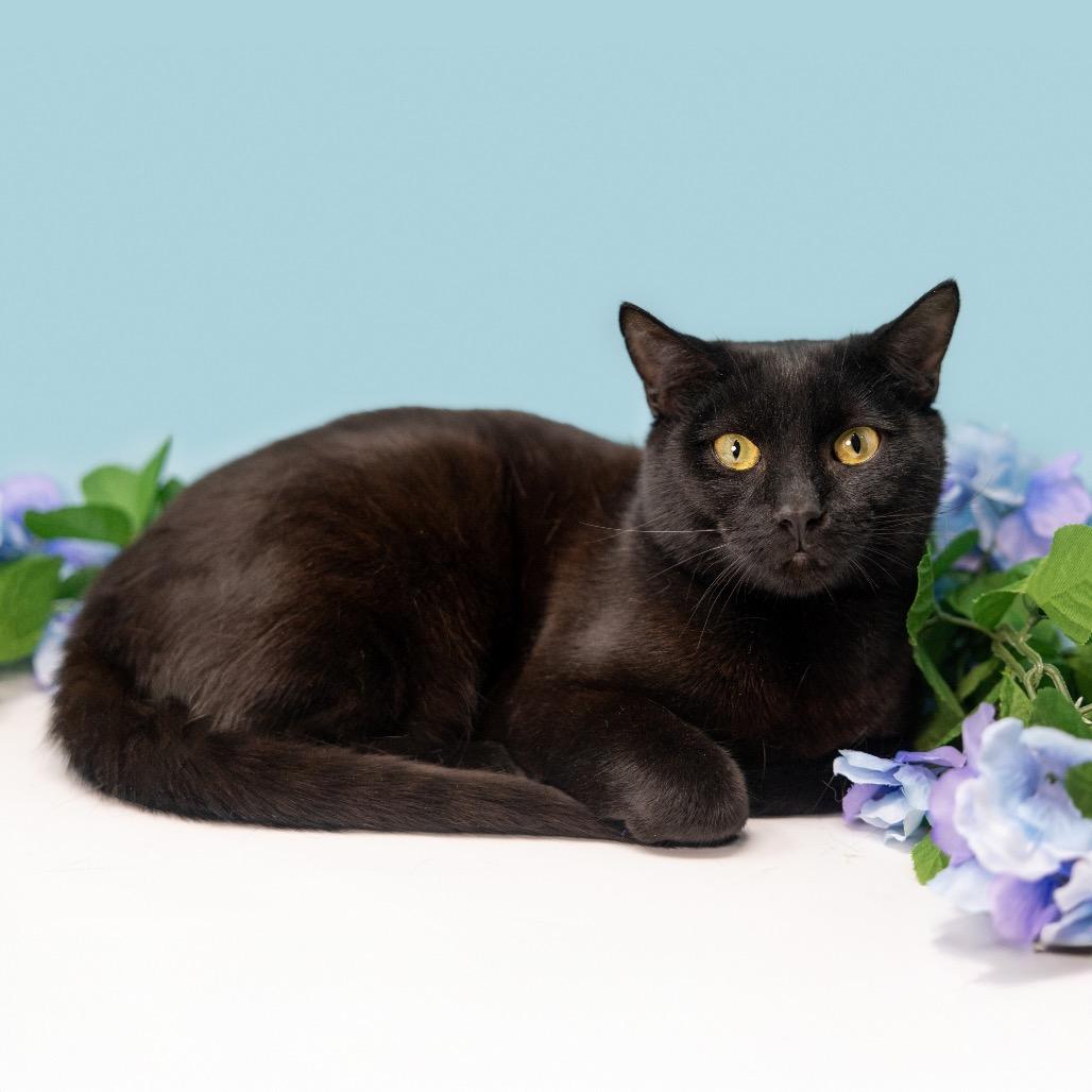 Enlarge Rudra, a Adoptable Domestic Short Hair in Durham, NC image 3/6