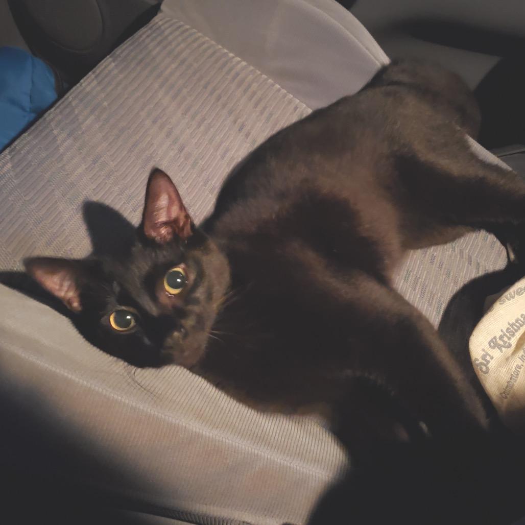 Enlarge Rudra, a Adoptable Domestic Short Hair in Durham, NC image 4/6