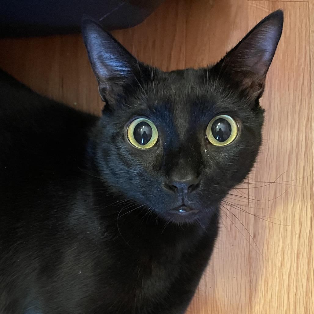 Enlarge Rudra, a Adoptable Domestic Short Hair in Durham, NC image 5/6