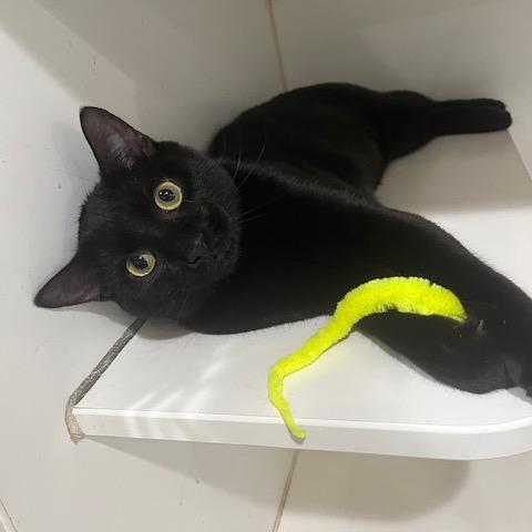 Enlarge Rudra, a Adoptable Domestic Short Hair in Durham, NC image 6/6