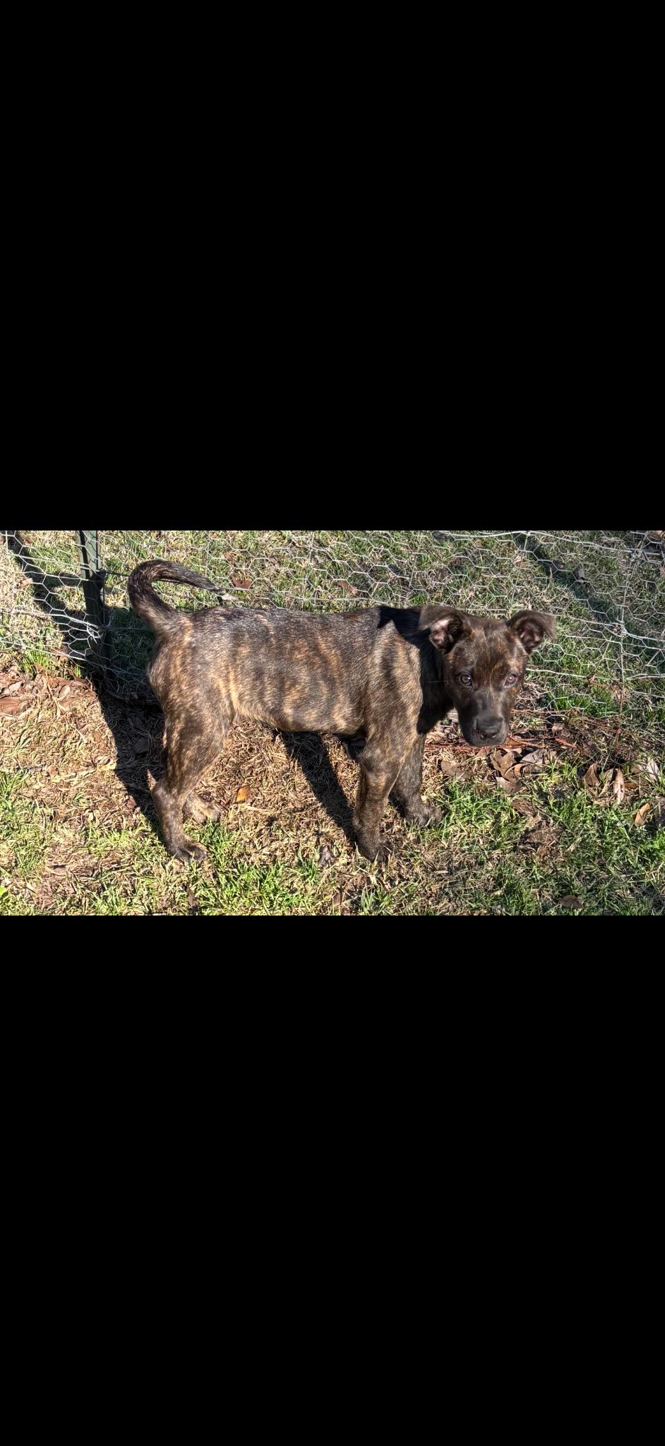 Missy, a Adoptable mixed breed in Zimmerman, MN image 3/4
