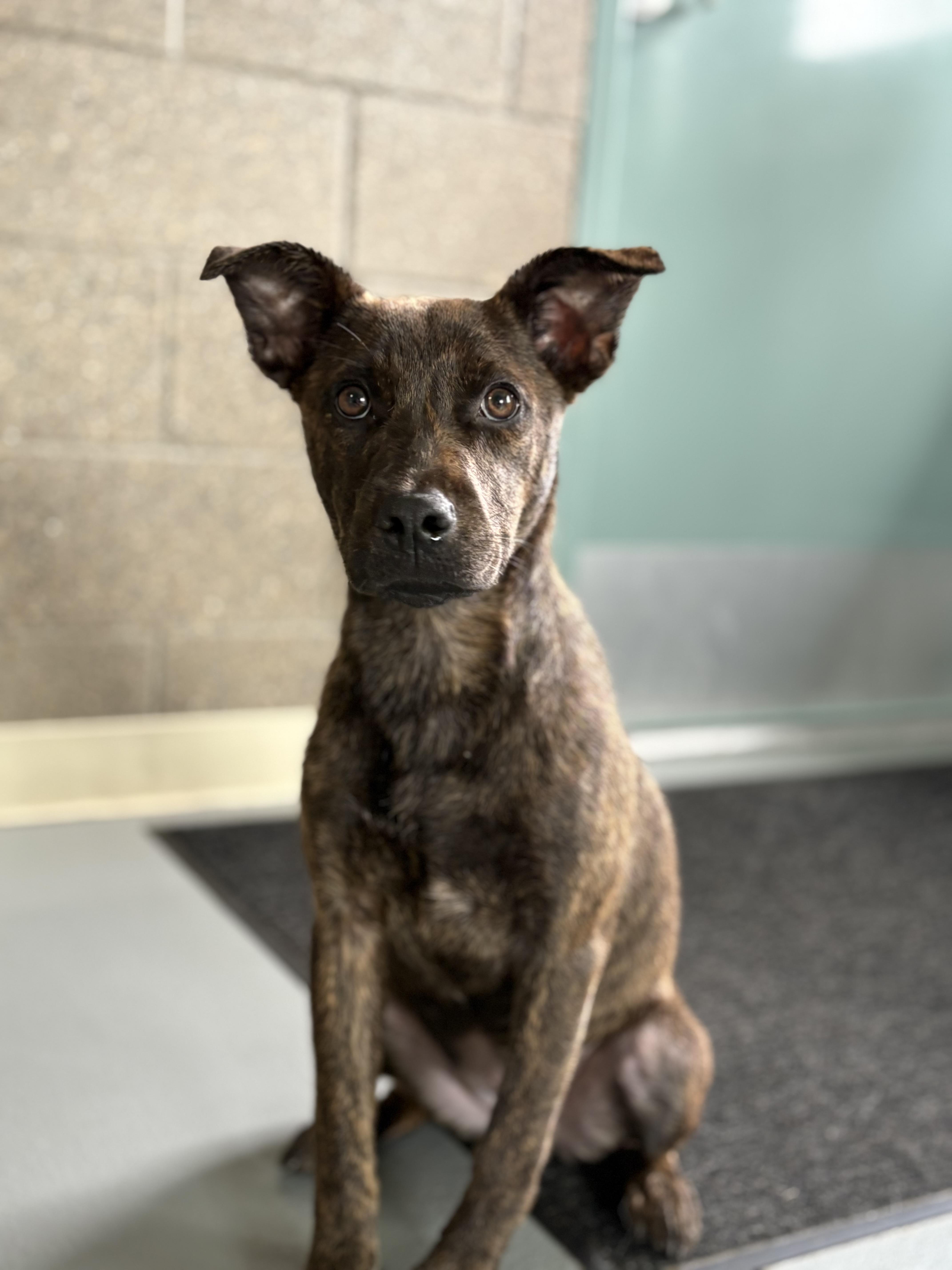 Missy, Adoptable, Puppy Female Pit Bull Terrier.