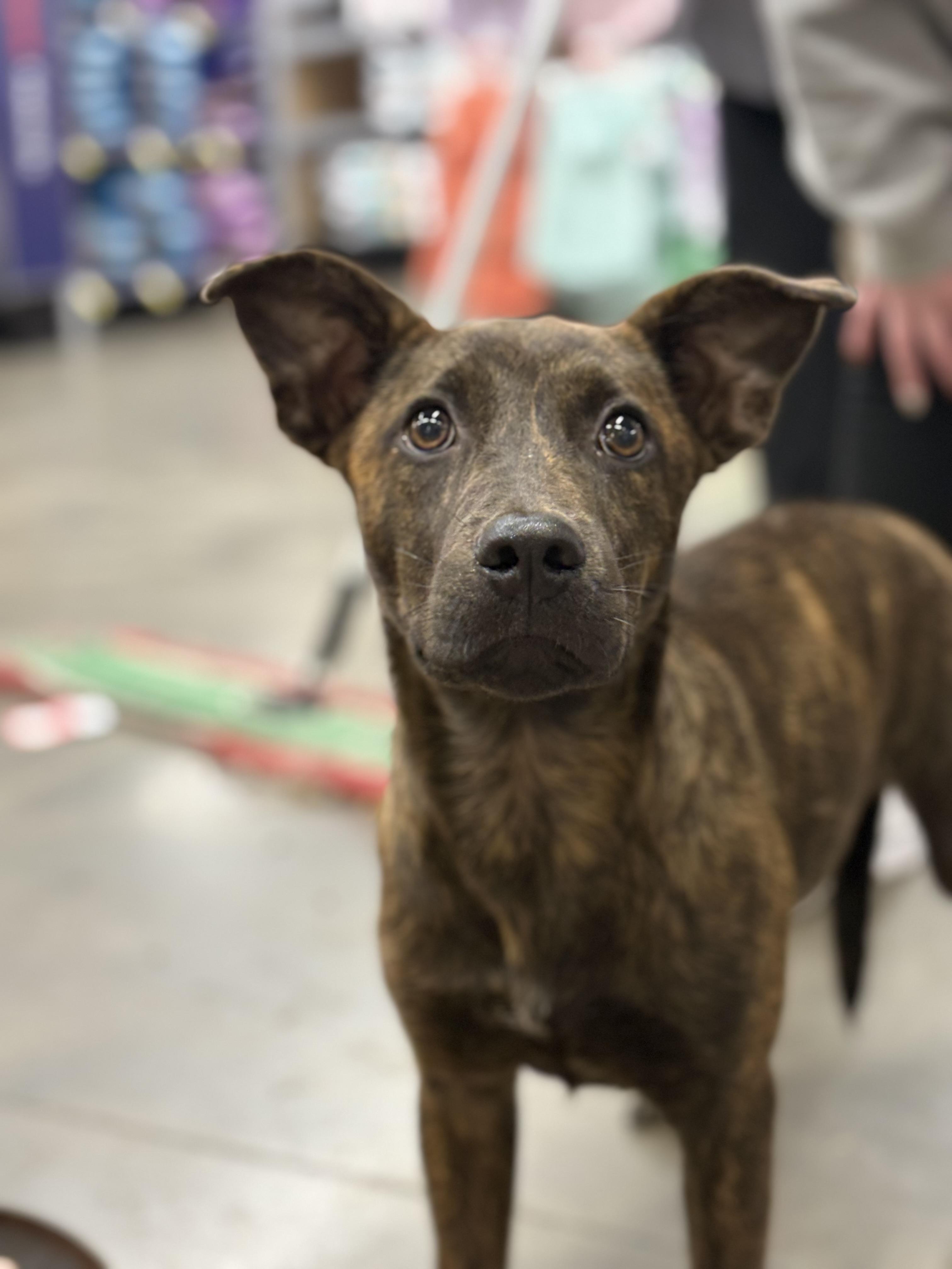 Missy, a Adoptable mixed breed in Zimmerman, MN image 2/4