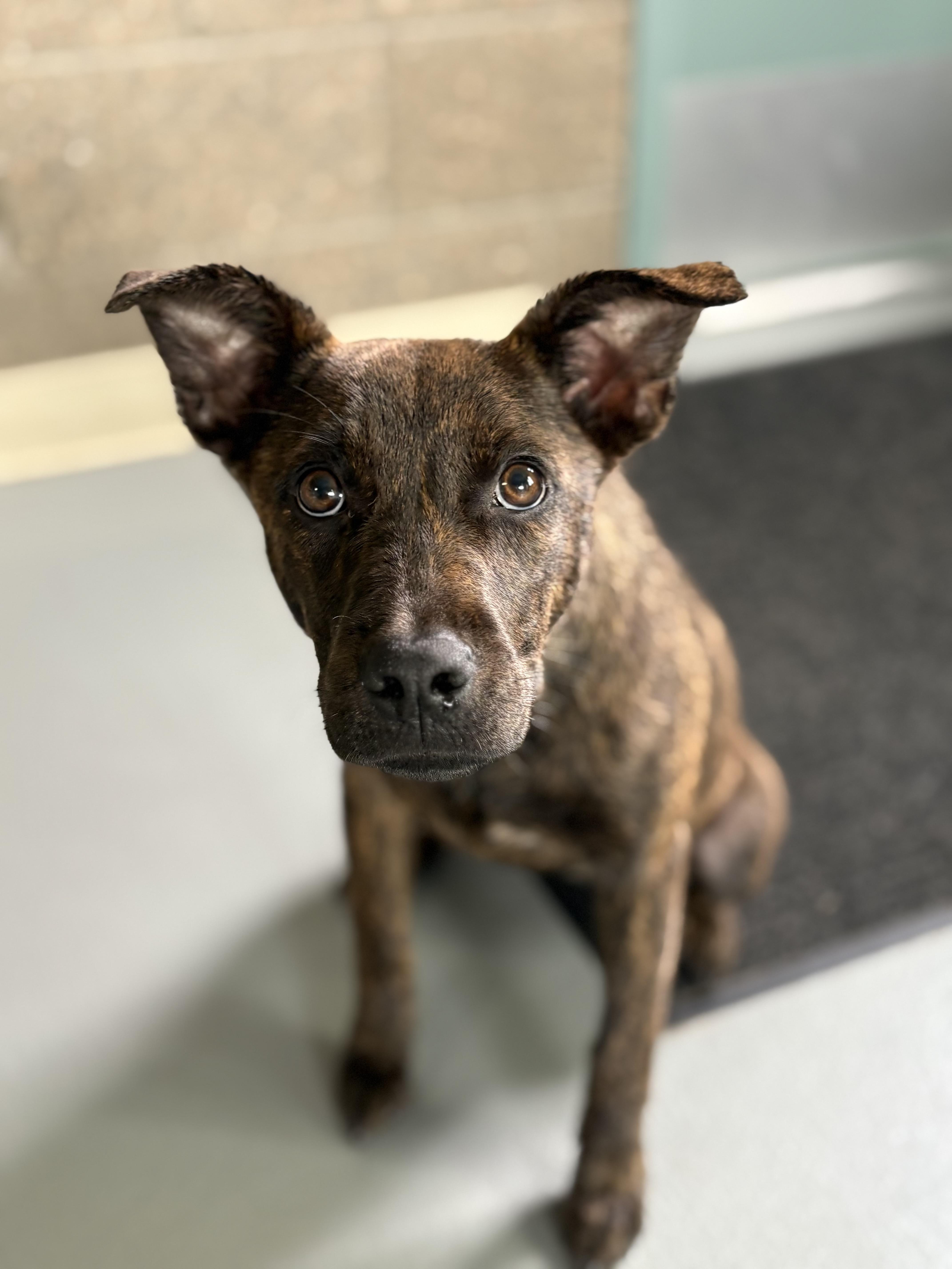 Missy, a Adoptable mixed breed in Zimmerman, MN image 4/4