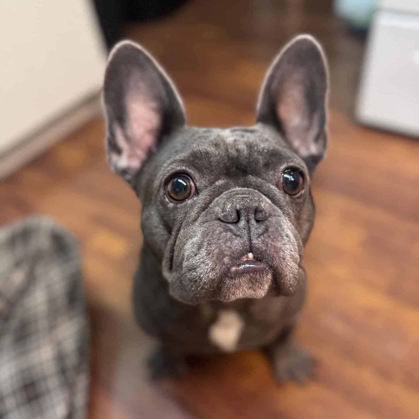 Enlarge Emery, a Adoptable French Bulldog in Whittier, CA image 3/6