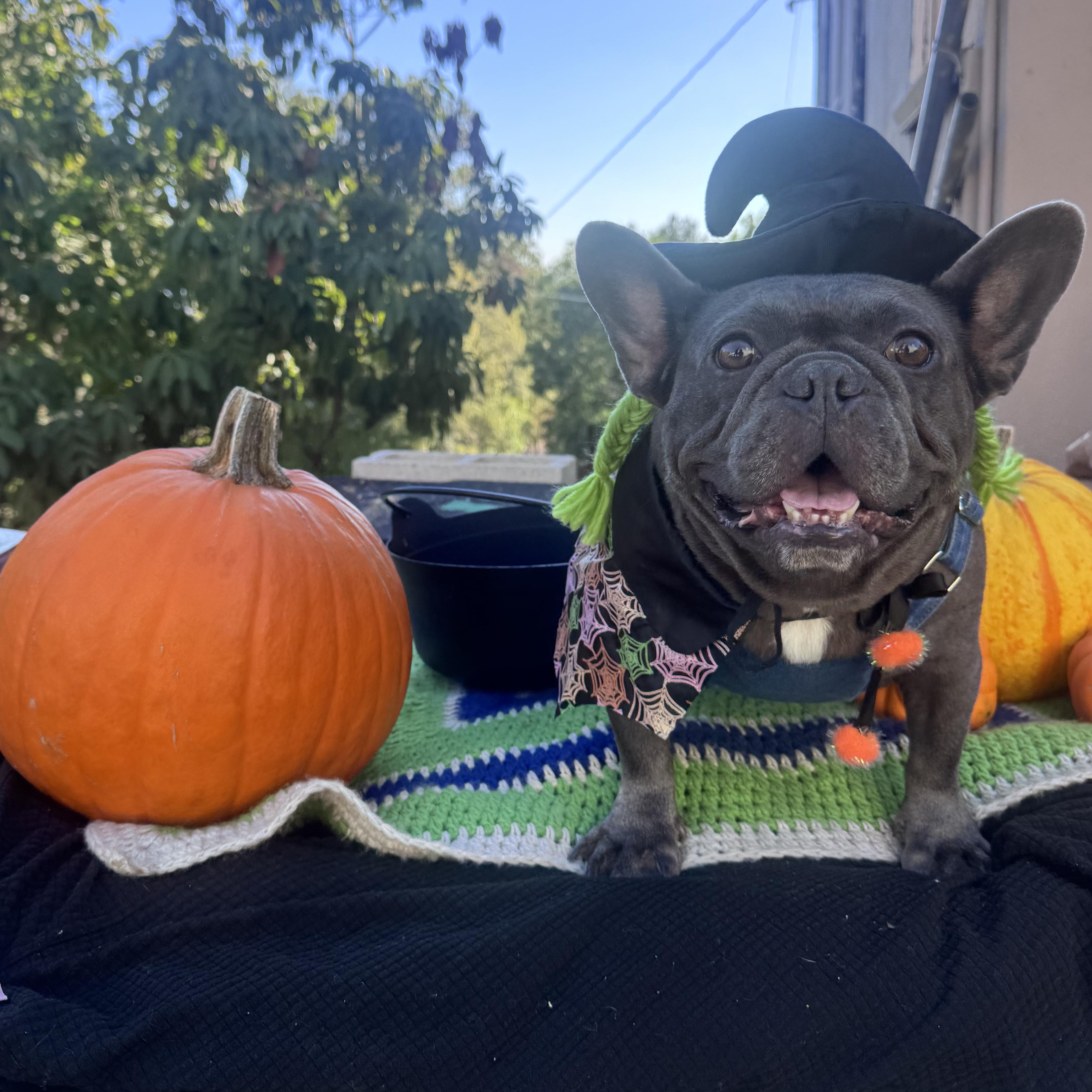 Enlarge Emery, a Adoptable French Bulldog in Whittier, CA image 6/6