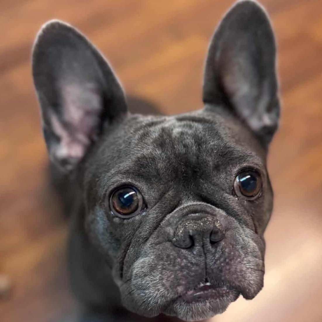 Enlarge Emery, a Adoptable French Bulldog in Whittier, CA image 1/6