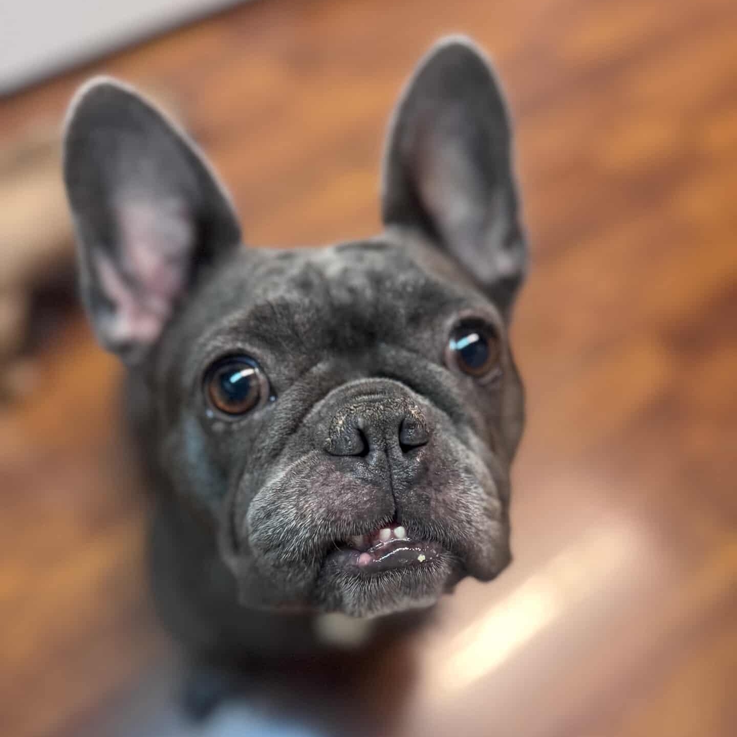 Enlarge Emery, a Adoptable French Bulldog in Whittier, CA image 5/6