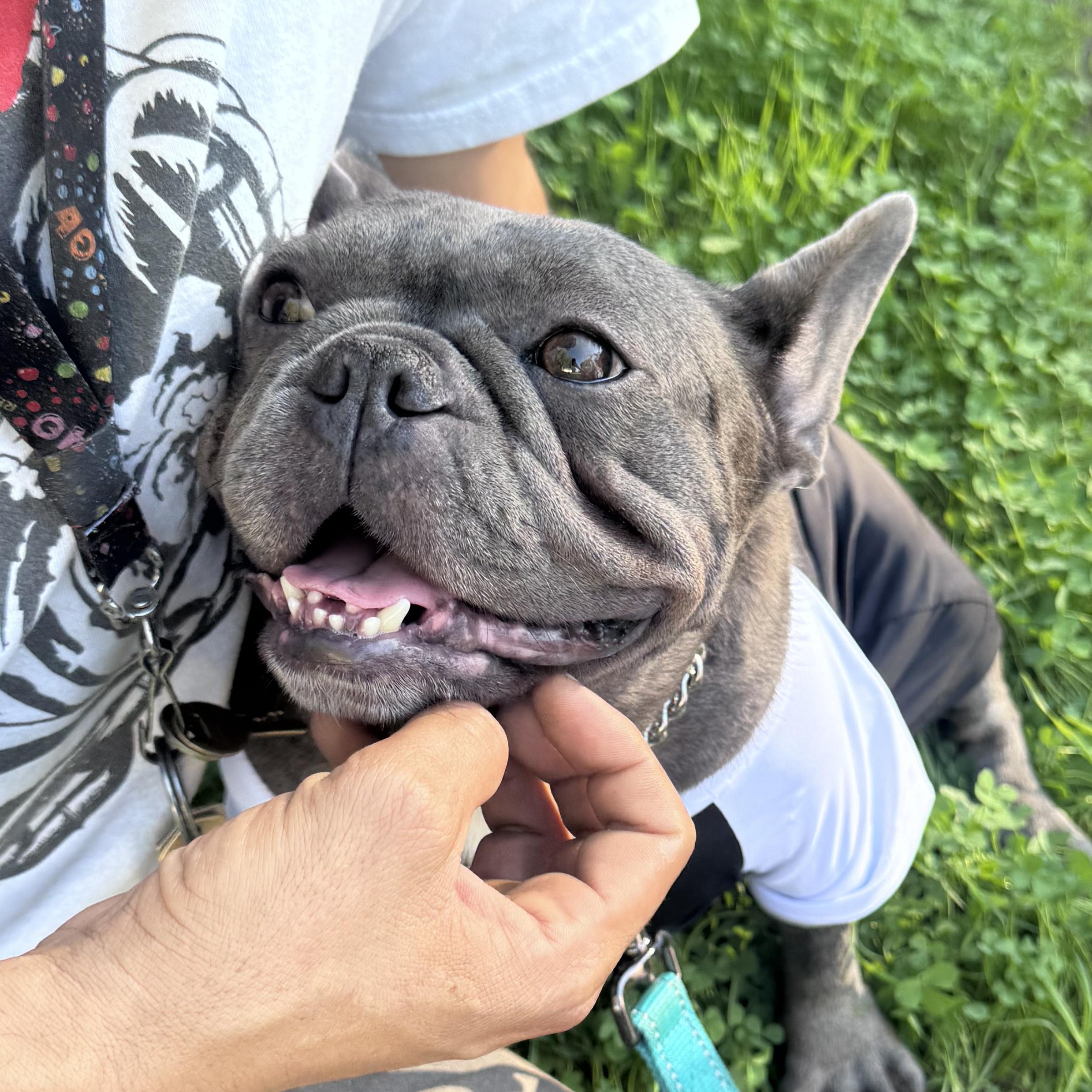 Enlarge Emery, a Adoptable French Bulldog in Whittier, CA image 2/6