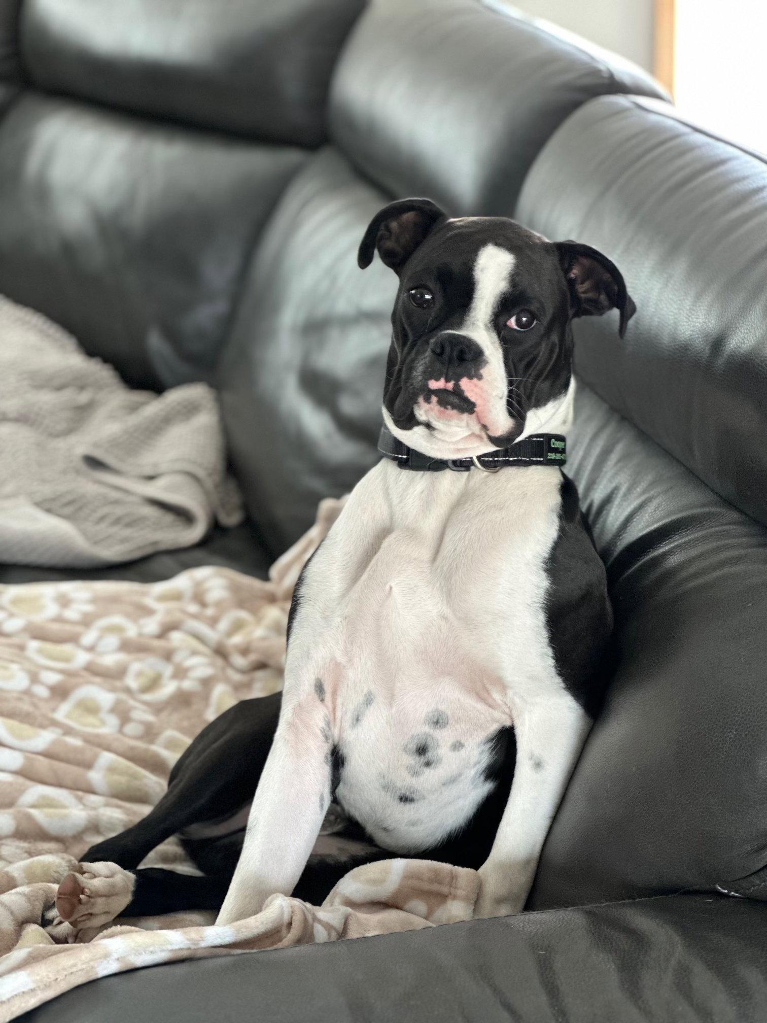 Cooper *In a Foster-to-Adopt Home *, Adoptable, Adult Male Boxer.