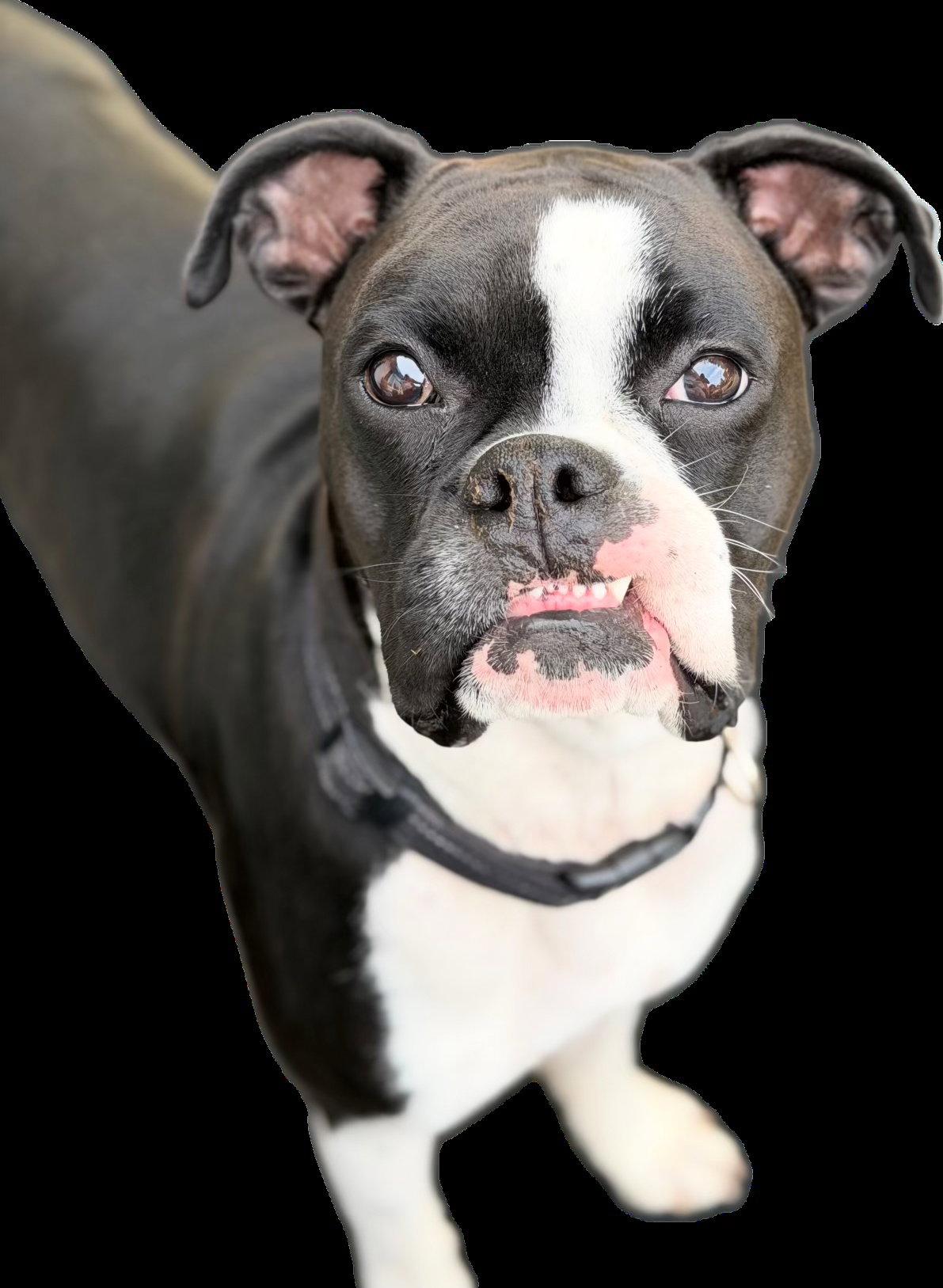 Enlarge Cooper *In a Foster-to-Adopt Home *, a Adoptable Boxer in Woodbury, MN image 2/3