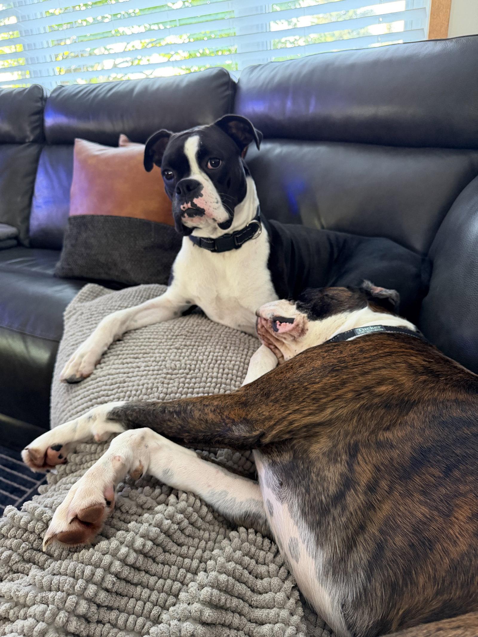 Enlarge Cooper *In a Foster-to-Adopt Home *, a Adoptable Boxer in Woodbury, MN image 3/3