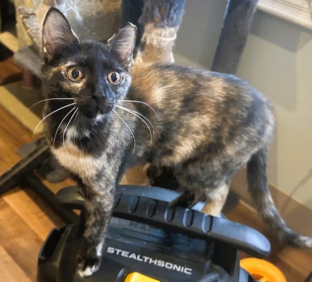 Macaroon, Adoptable, Kitten Female Domestic Short Hair.