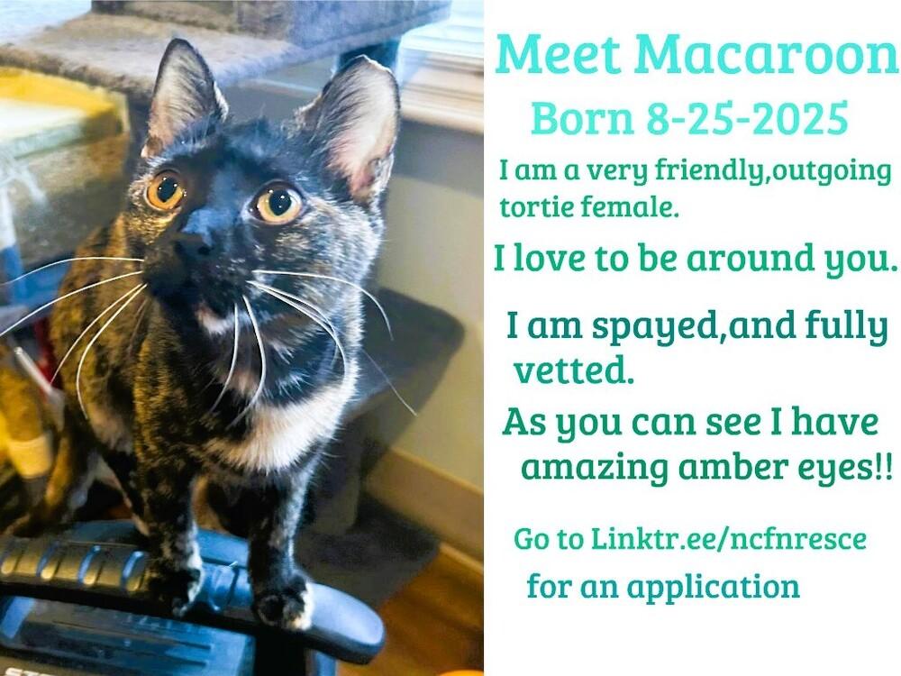 Enlarge Macaroon, a Adoptable mixed breed in Mooresville, NC image 3/6