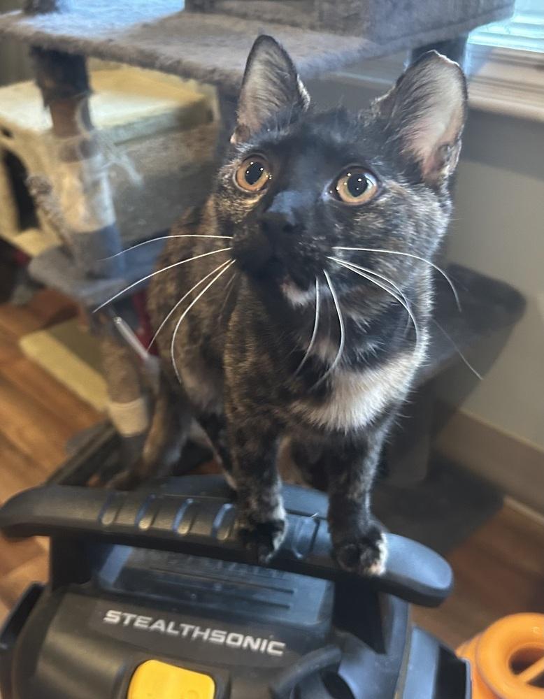 Macaroon, Adoptable, Kitten Female Domestic Short Hair.