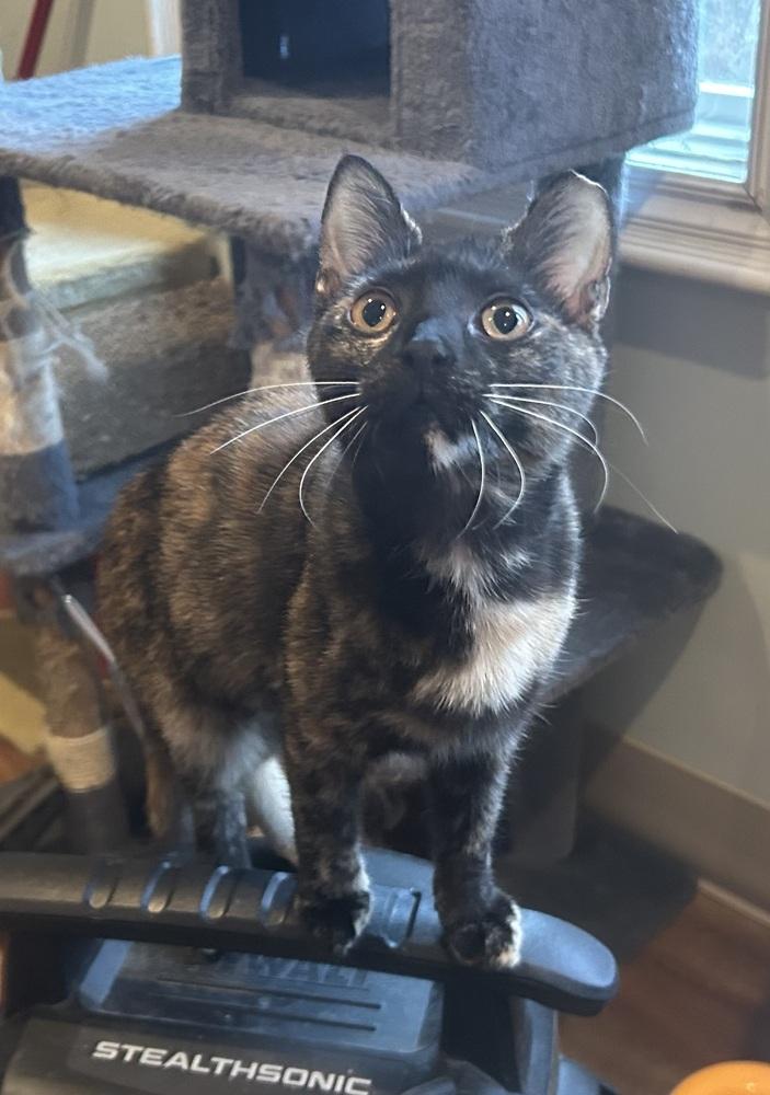 Macaroon, a Adoptable mixed breed in Mooresville, NC image 2/3