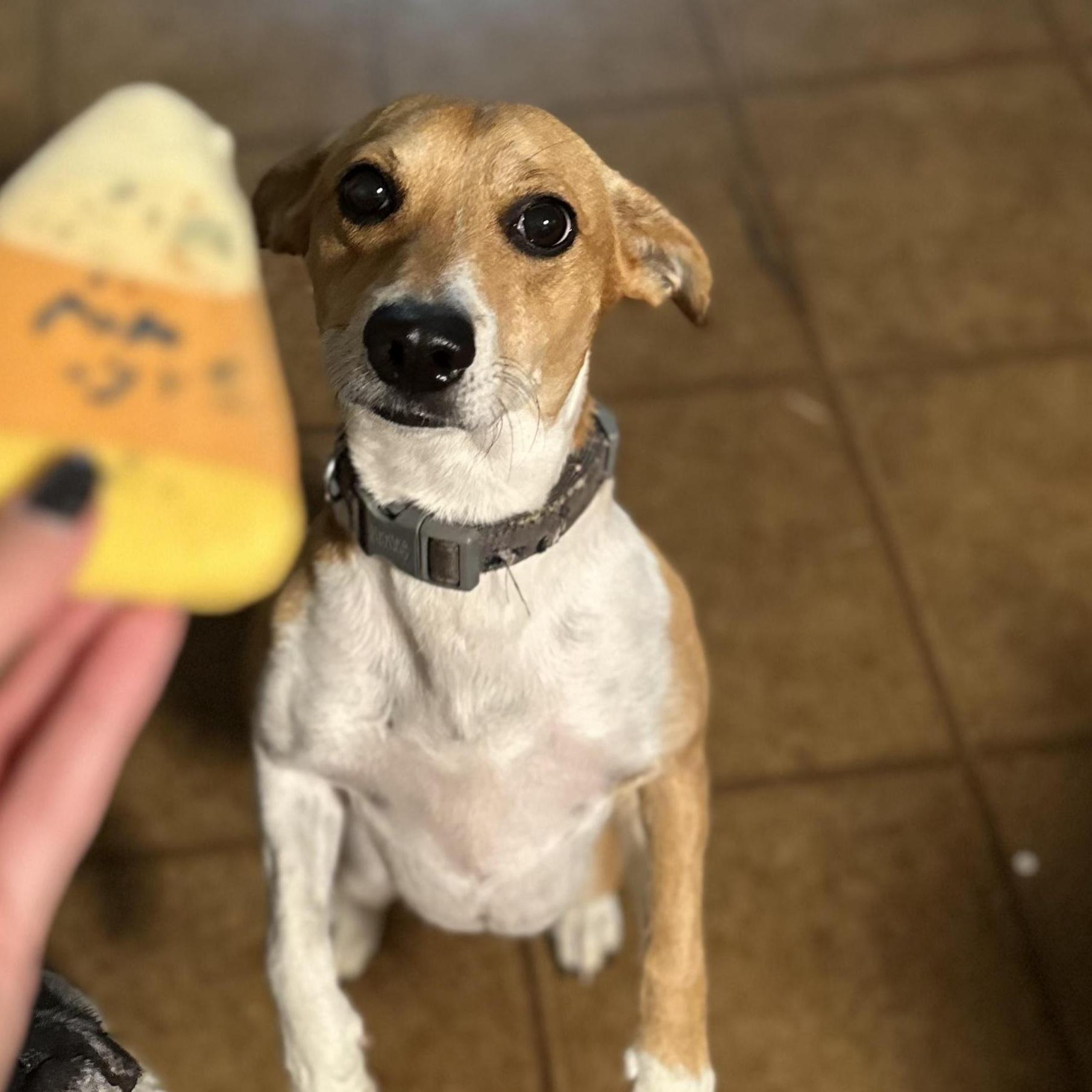 Enlarge Jackson, a ADOPTABLE mixed breed in Lexington, KY image 2/3