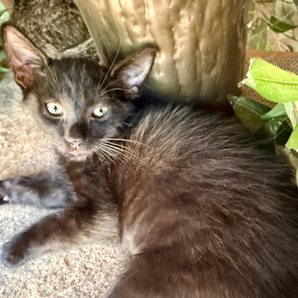 Alister, a Adoptable Domestic Short Hair in Jupiter, FL image 1/6