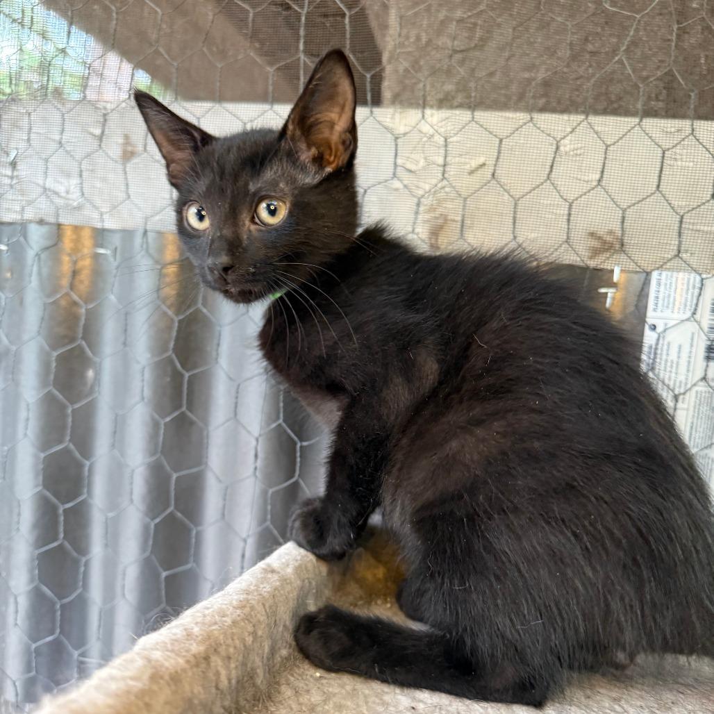 Alister, a Adoptable Domestic Short Hair in Jupiter, FL image 5/6