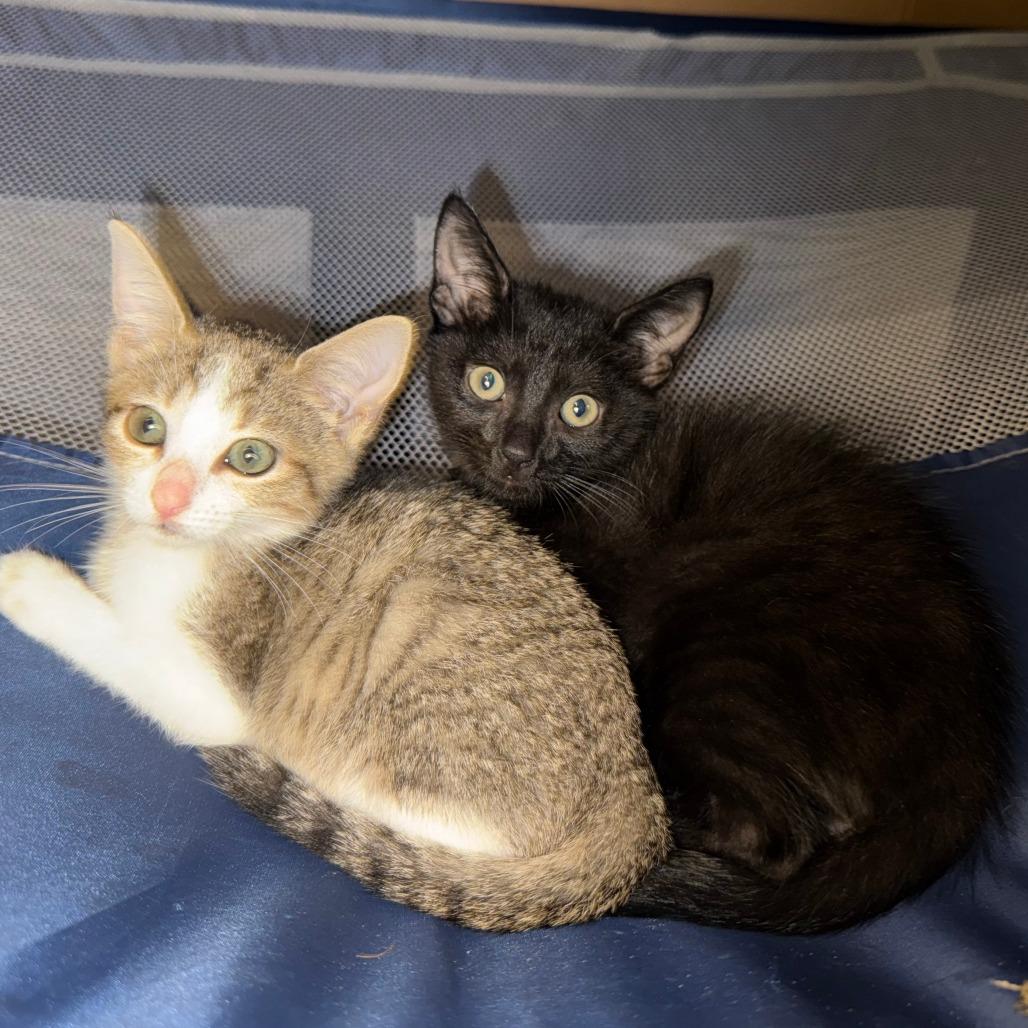 Alister, a Adoptable Domestic Short Hair in Jupiter, FL image 6/6