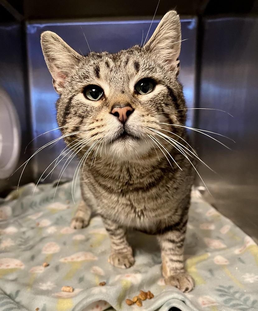 Enlarge Arnold, a Adoptable Domestic Short Hair in Emerald Isle, NC image 1/1