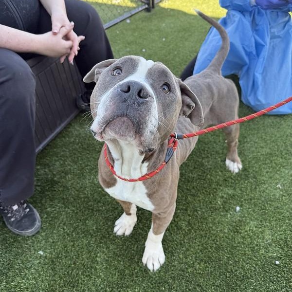 Enlarge Igloo, a ADOPTABLE Mixed Breed in Philadelphia, PA image 3/6