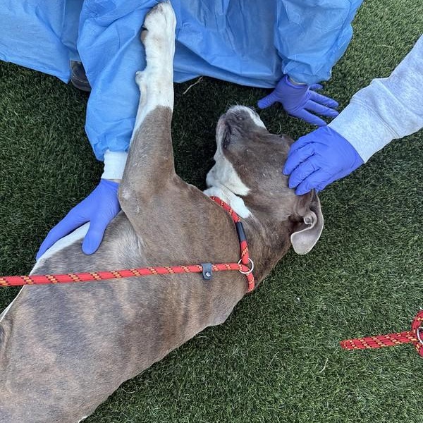 Enlarge Igloo, a ADOPTABLE Mixed Breed in Philadelphia, PA image 6/6