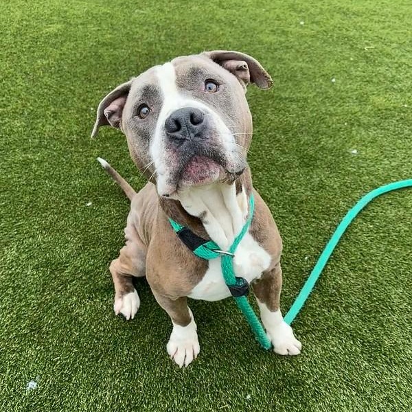 Igloo, ADOPTABLE, Young Male Mixed Breed.