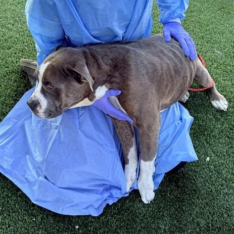 Enlarge Igloo, a ADOPTABLE Mixed Breed in Philadelphia, PA image 5/6