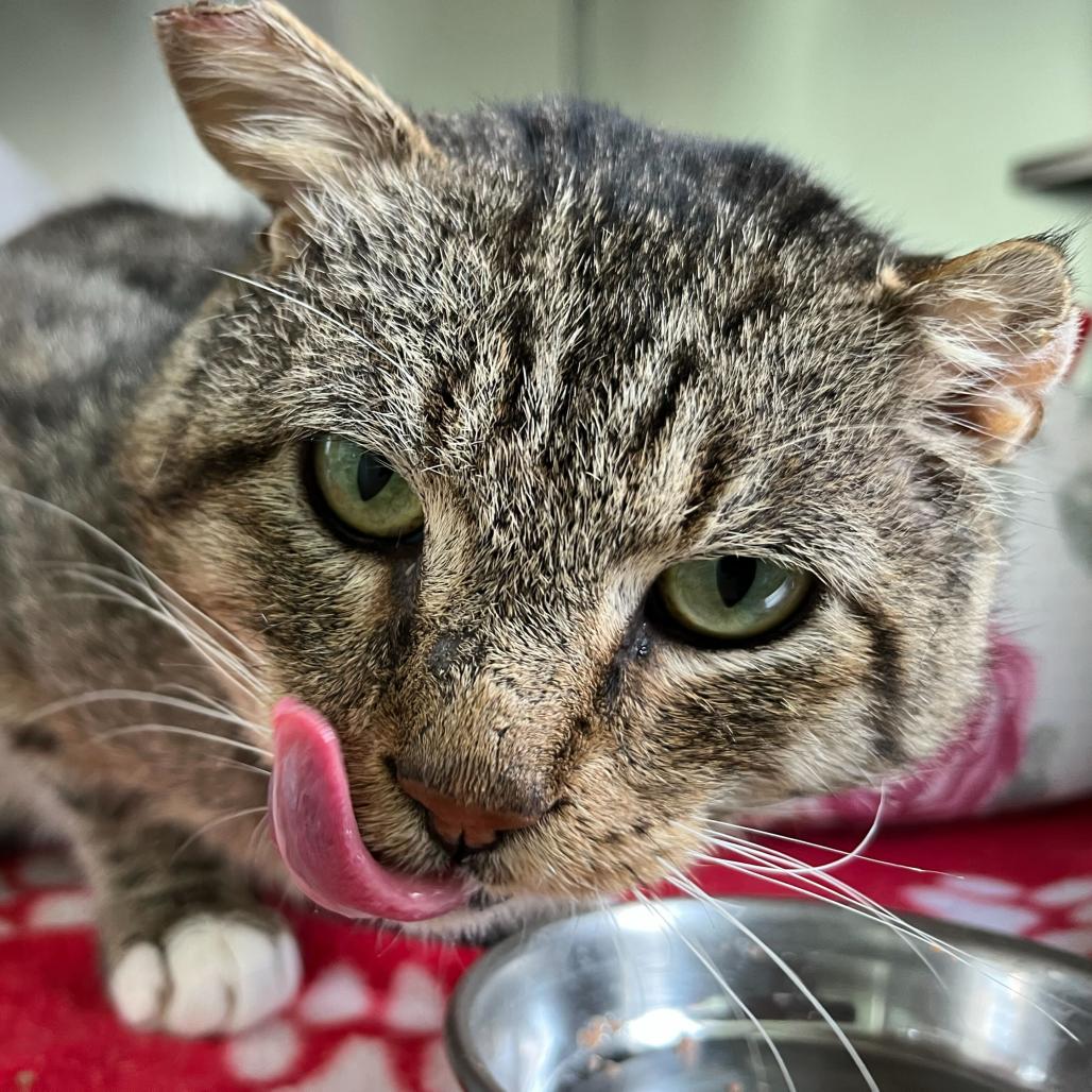 Tony (c2025), Adoptable, Adult Male Domestic Short Hair.