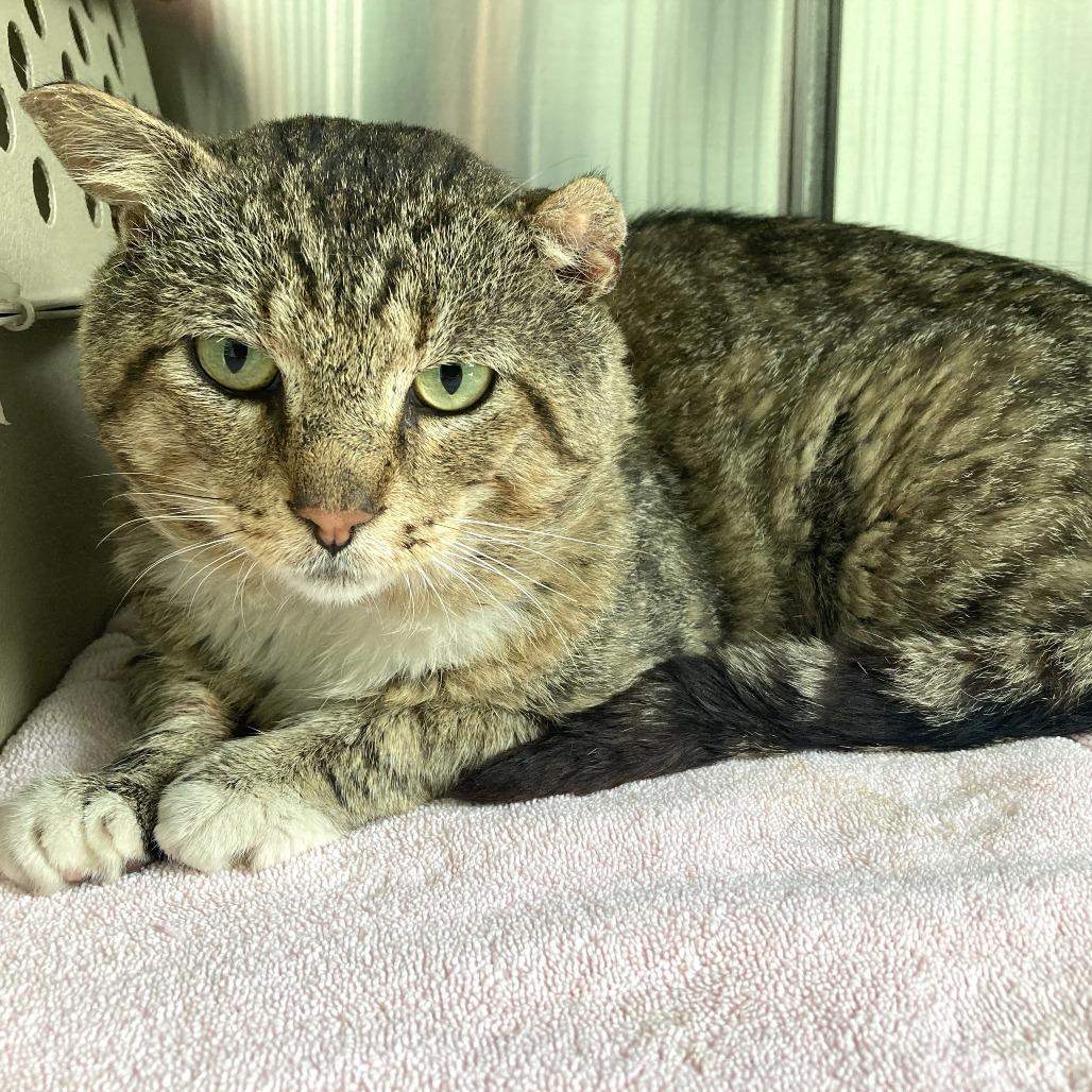 Tony (c2025), a Adoptable Domestic Short Hair in Skokie, IL image 2/6