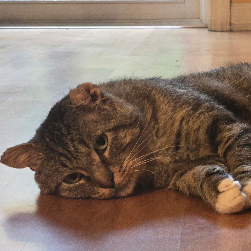 Tony (c2025), a Adoptable Domestic Short Hair in Skokie, IL image 3/6