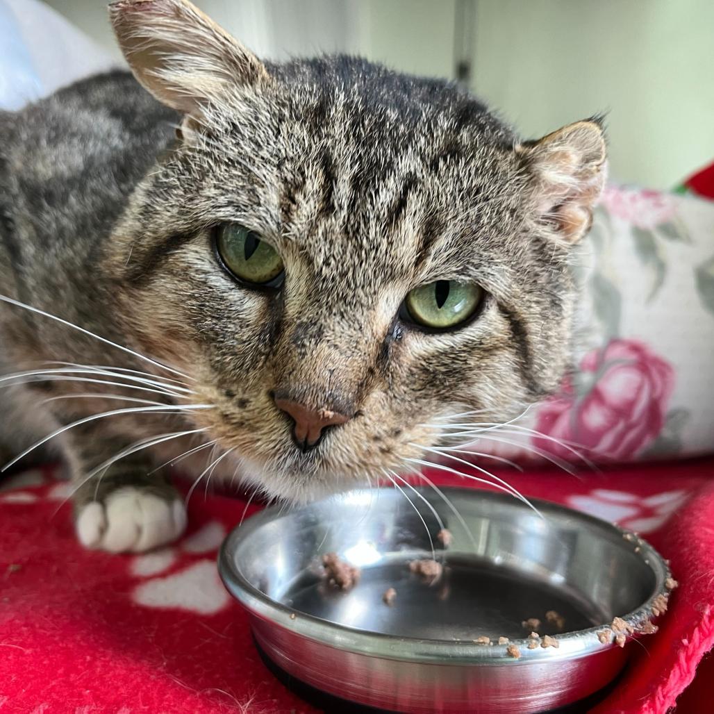 Tony (c2025), a Adoptable Domestic Short Hair in Skokie, IL image 3/6