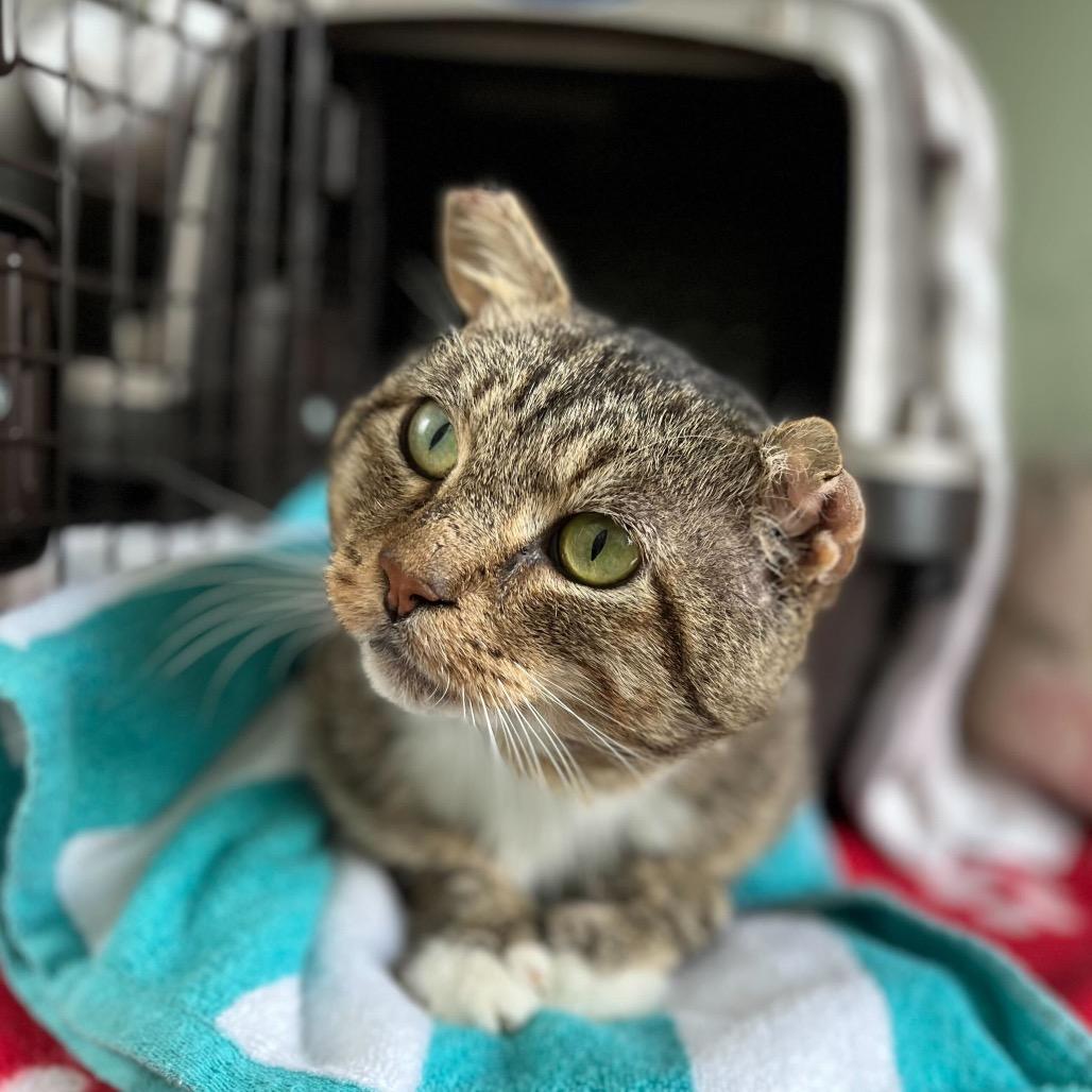 Tony (c2025), a Adoptable Domestic Short Hair in Skokie, IL image 4/6