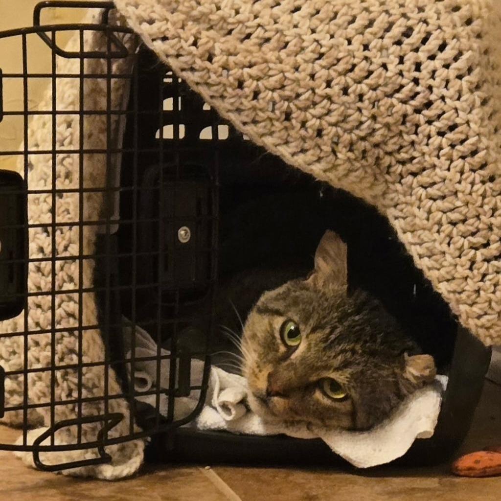 Tony (c2025), a Adoptable Domestic Short Hair in Skokie, IL image 5/6