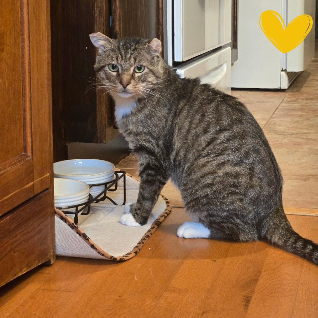 Tony (c2025), a Adoptable Domestic Short Hair in Skokie, IL image 5/6
