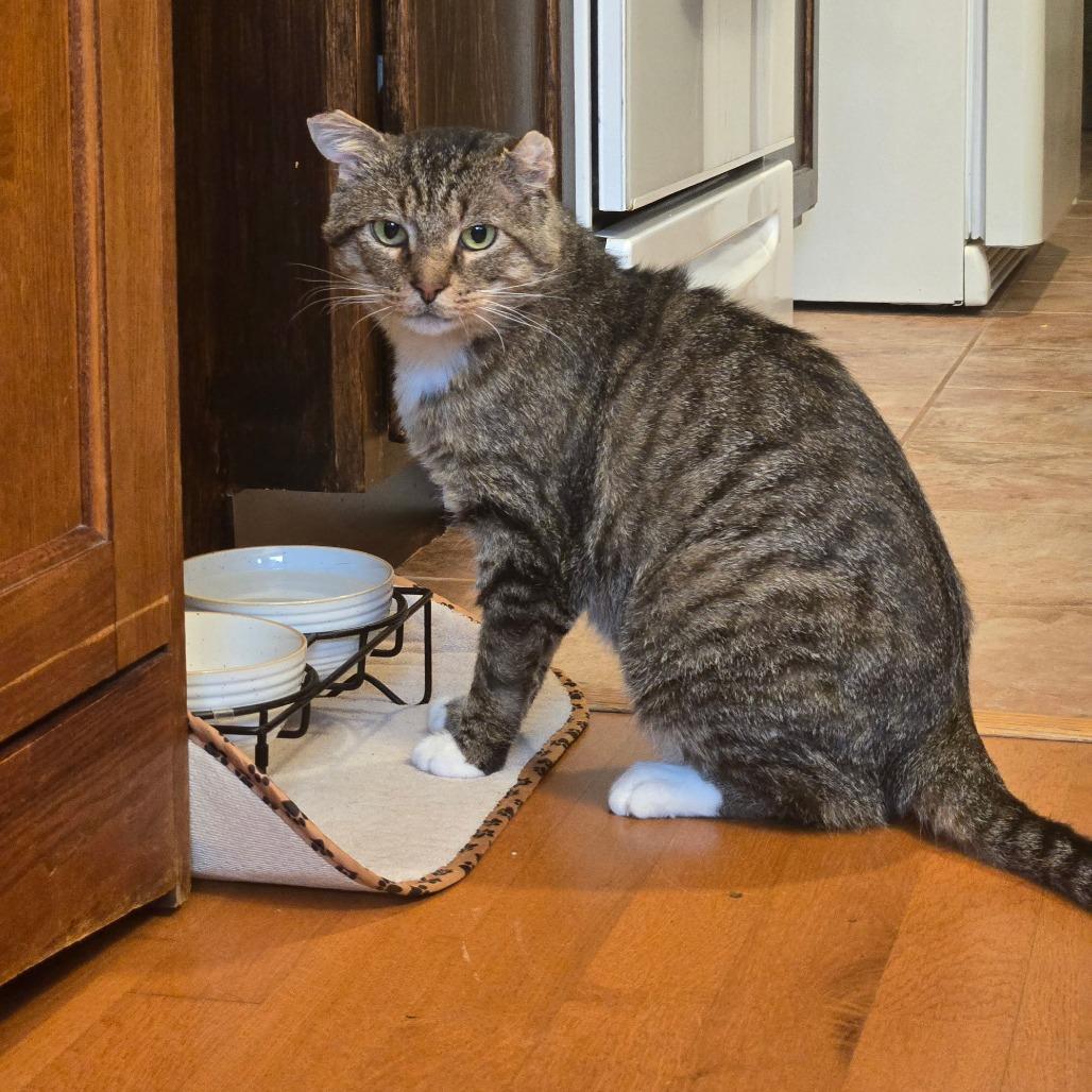 Tony (c2025), a Adoptable Domestic Short Hair in Skokie, IL image 6/6