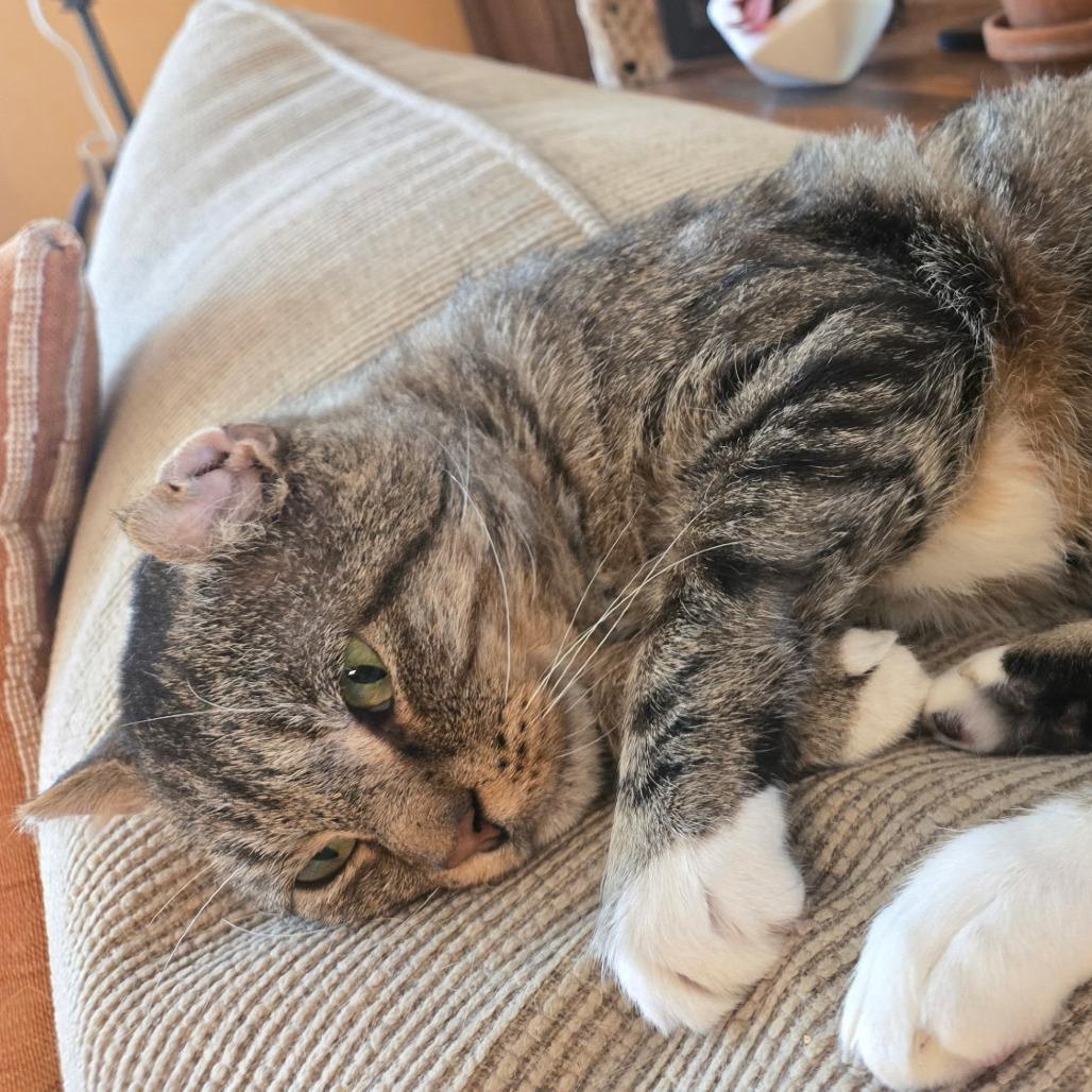 Tony (c2025), a Adoptable Domestic Short Hair in Skokie, IL image 6/6