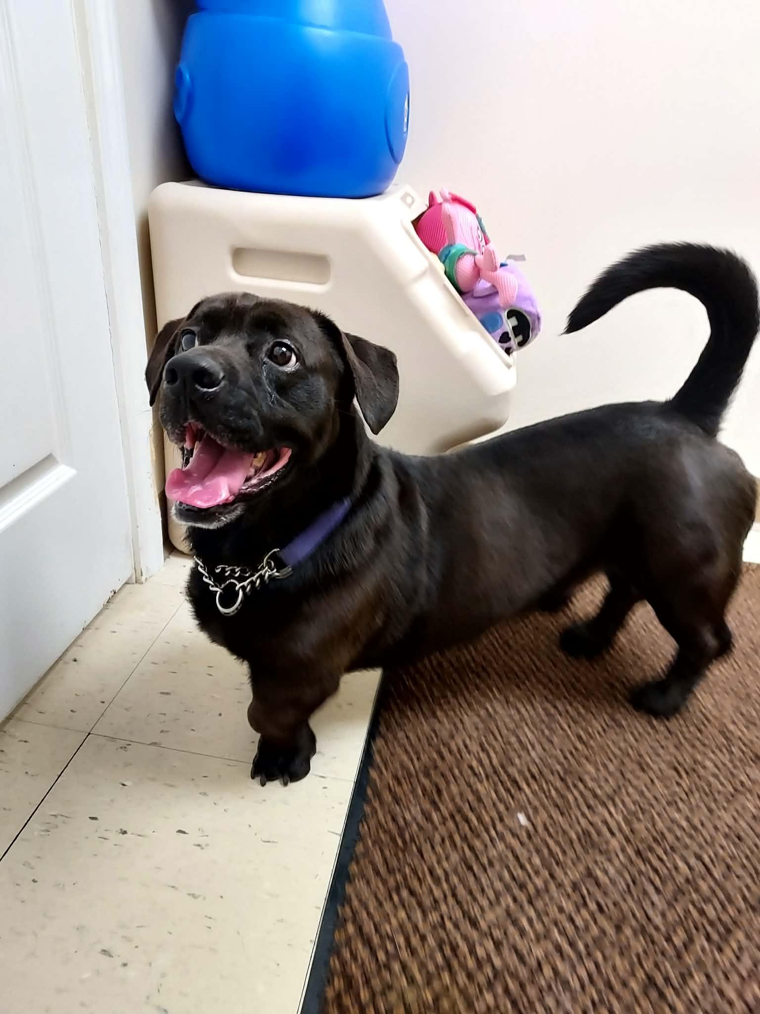 Enlarge Stubby, a Adoptable Mixed Breed in Falls Creek, PA image 3/5